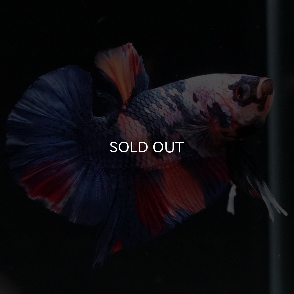 画像5: HMPK　キャンディ (5)