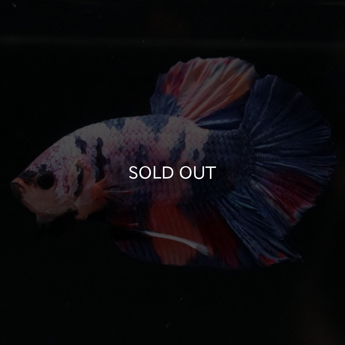 画像6: HMPK　キャンディ (6)