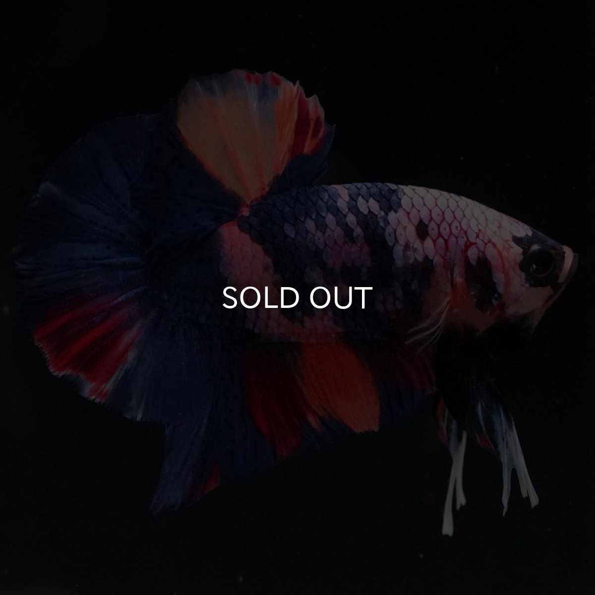 画像3: HMPK　キャンディ (3)