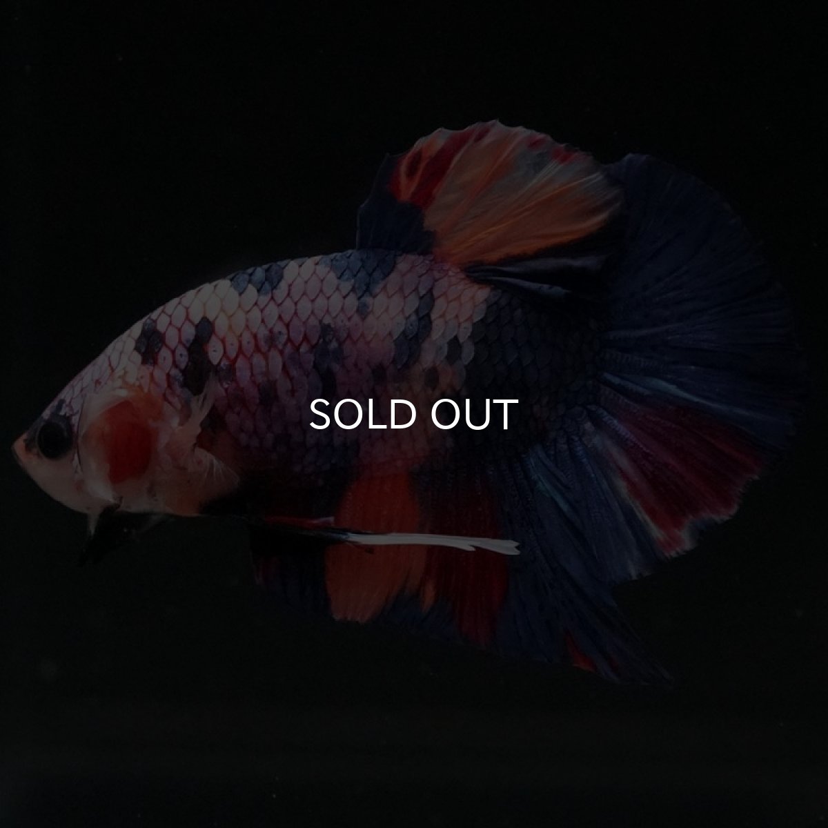 画像4: HMPK　キャンディ (4)