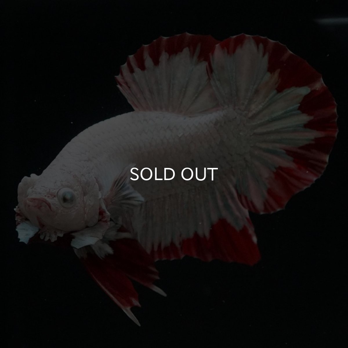 画像2: HMPK プラチナレッドドラゴン スノー (2)