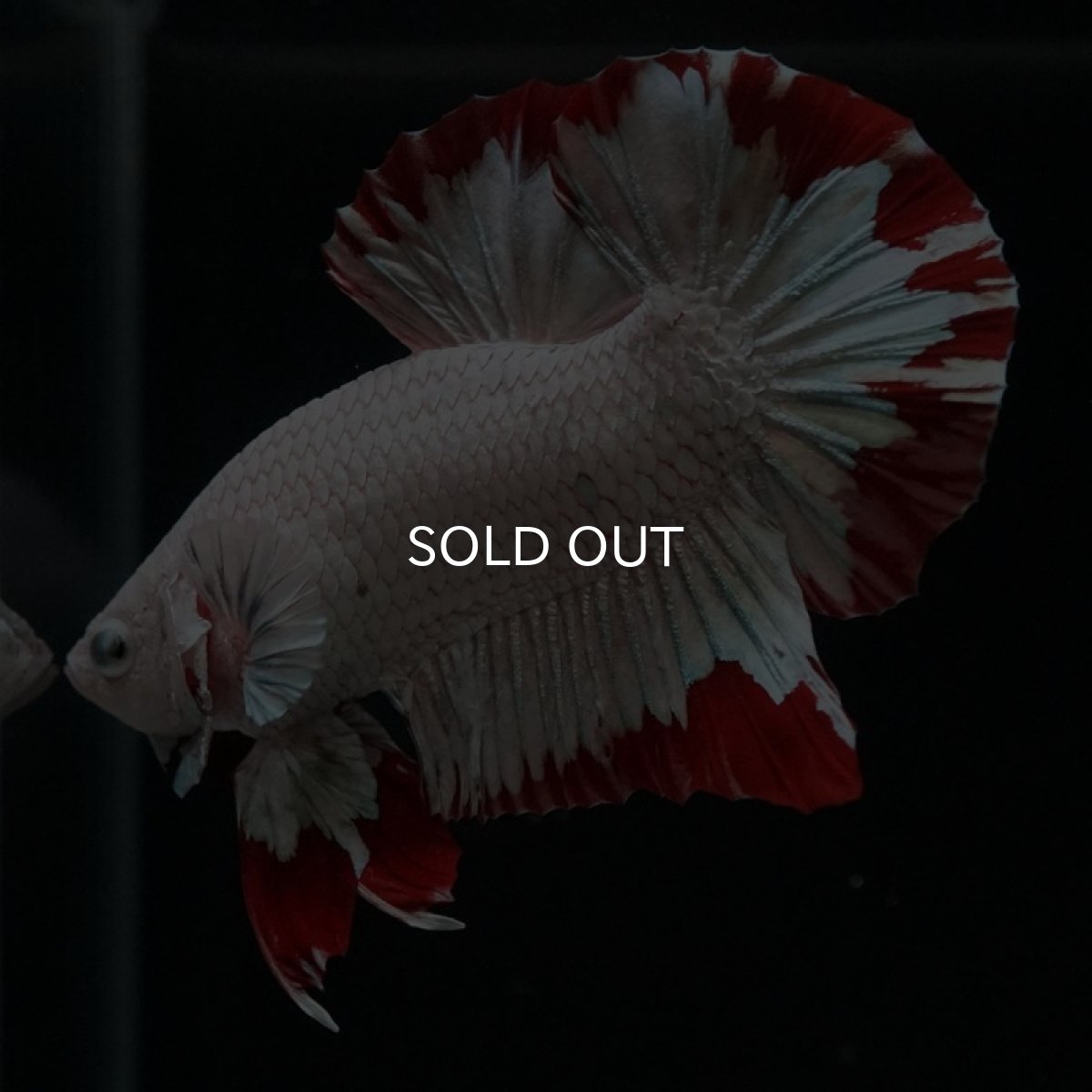 画像8: HMPK プラチナレッドドラゴン スノー (8)