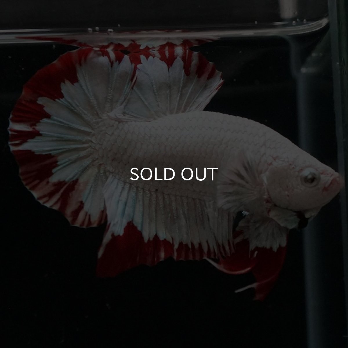 画像7: HMPK プラチナレッドドラゴン スノー (7)