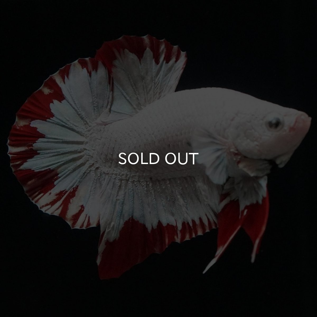 画像5: HMPK プラチナレッドドラゴン スノー (5)