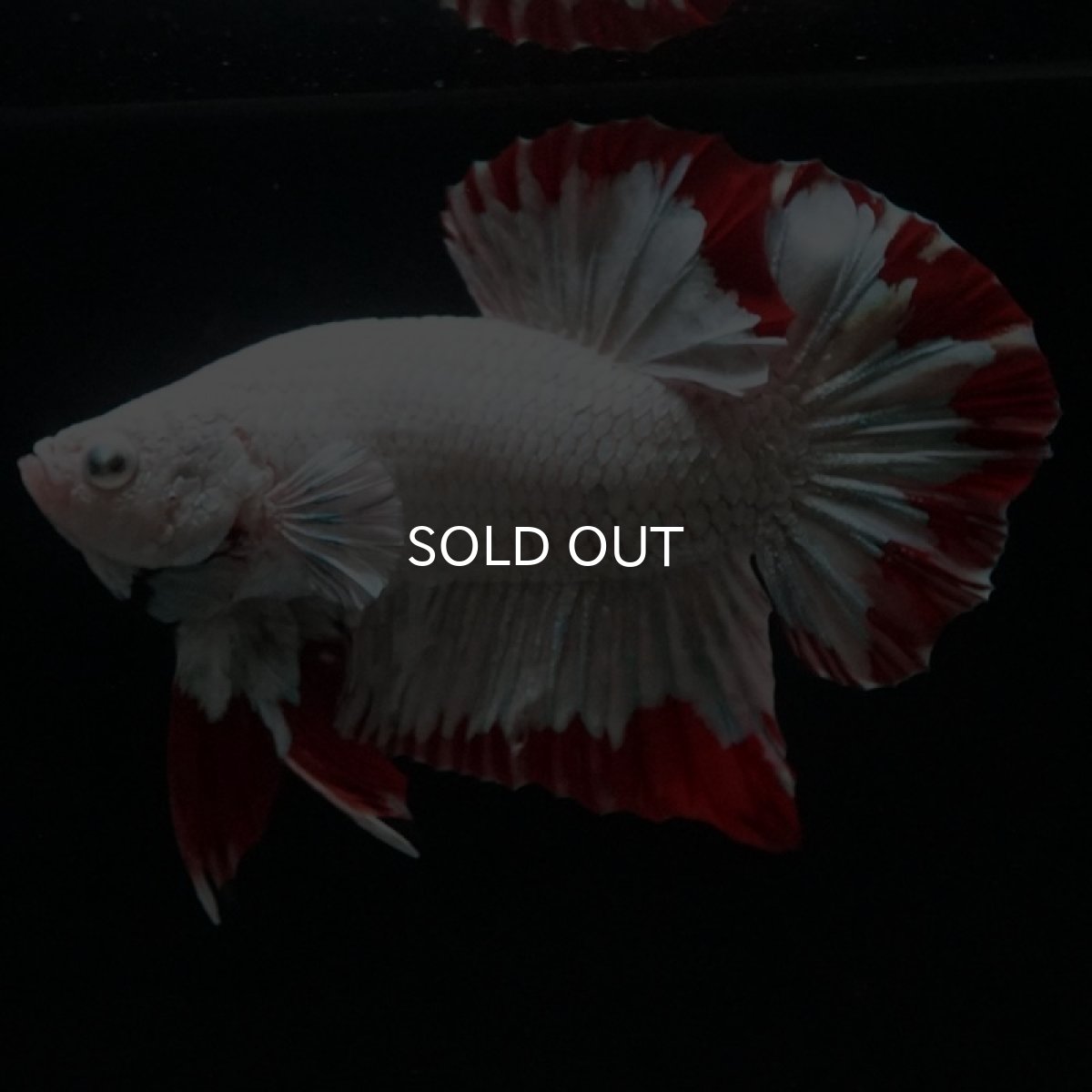 画像6: HMPK プラチナレッドドラゴン スノー (6)