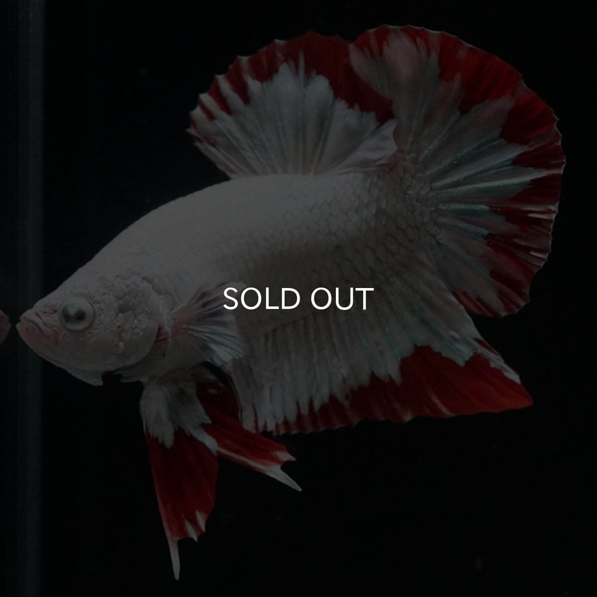 画像4: HMPK プラチナレッドドラゴン スノー (4)