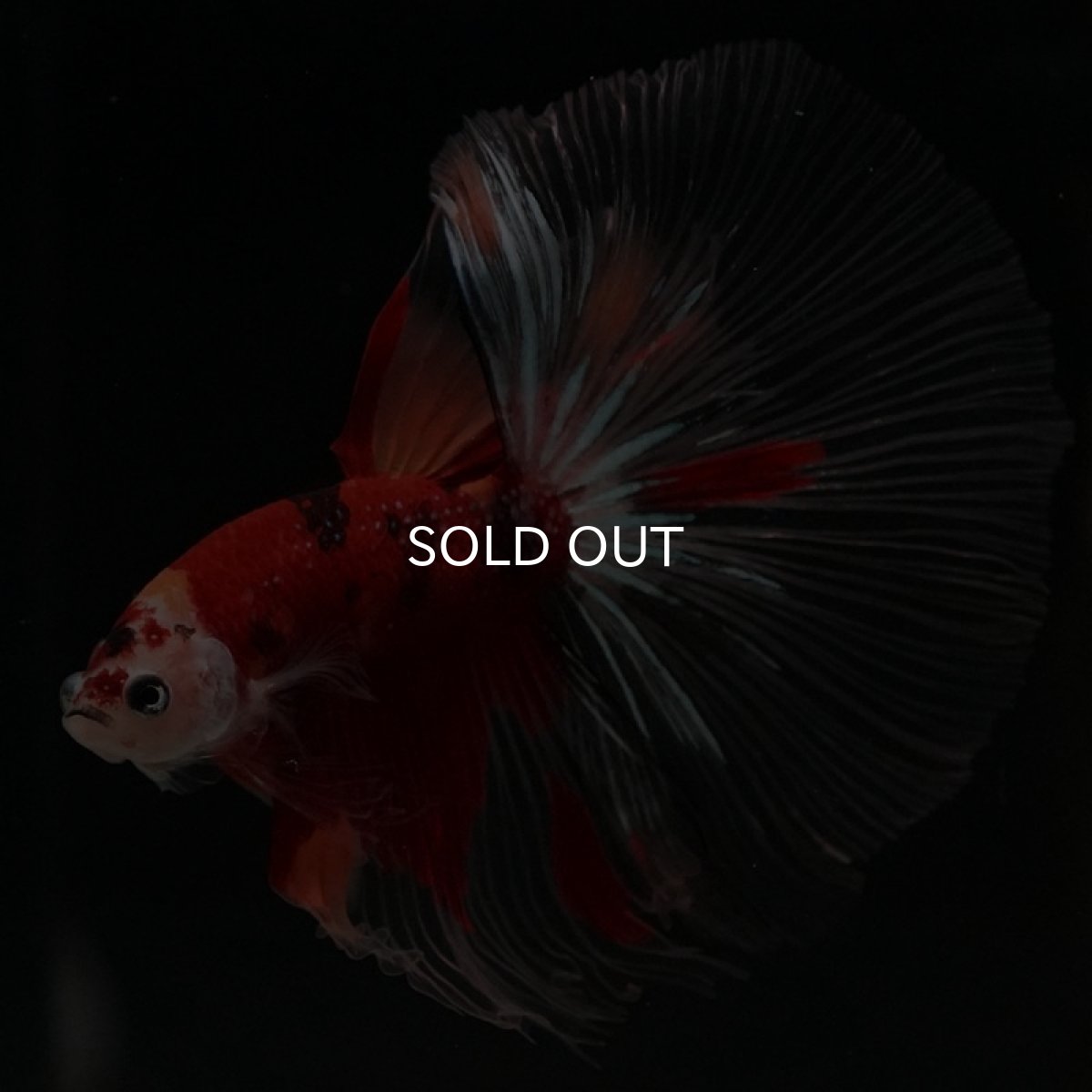 画像8: HM キャンディ クリアフィン (8)