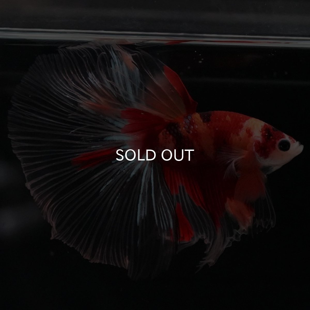 画像9: HM キャンディ クリアフィン (9)