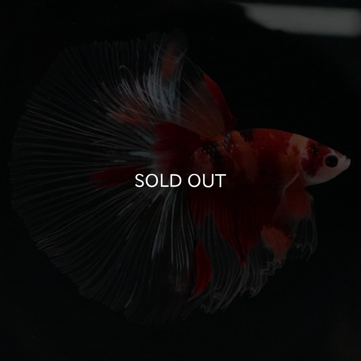 画像7: HM キャンディ クリアフィン (7)