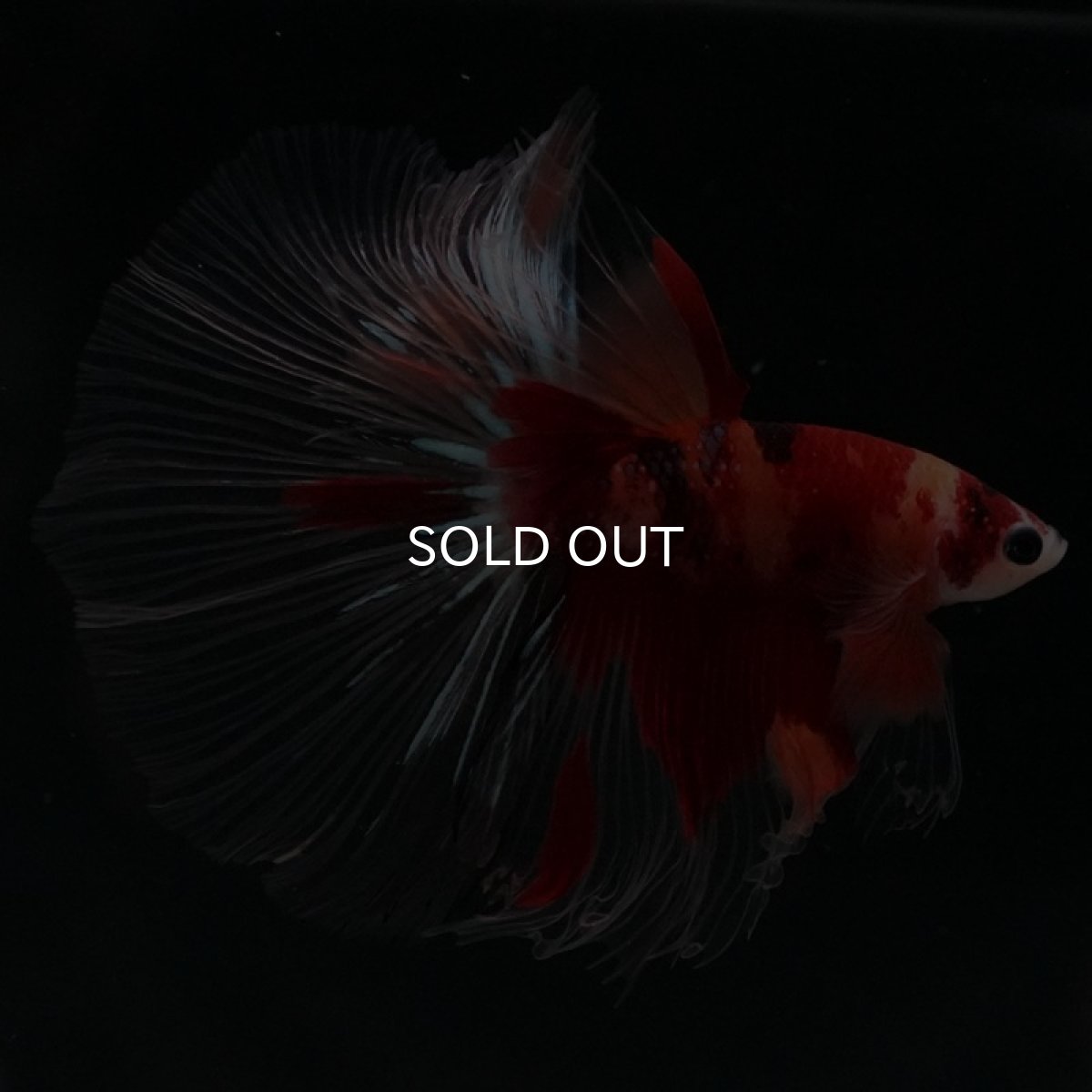 画像4: HM キャンディ クリアフィン (4)