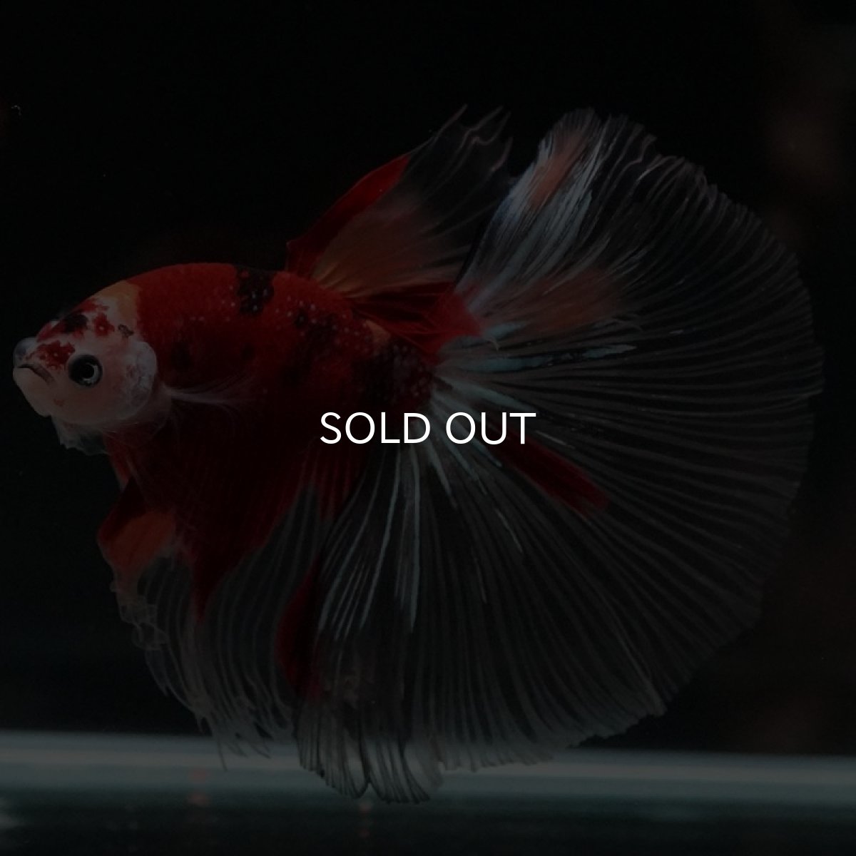 画像6: HM キャンディ クリアフィン (6)