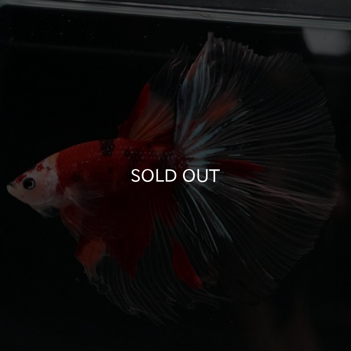 画像5: HM キャンディ クリアフィン (5)