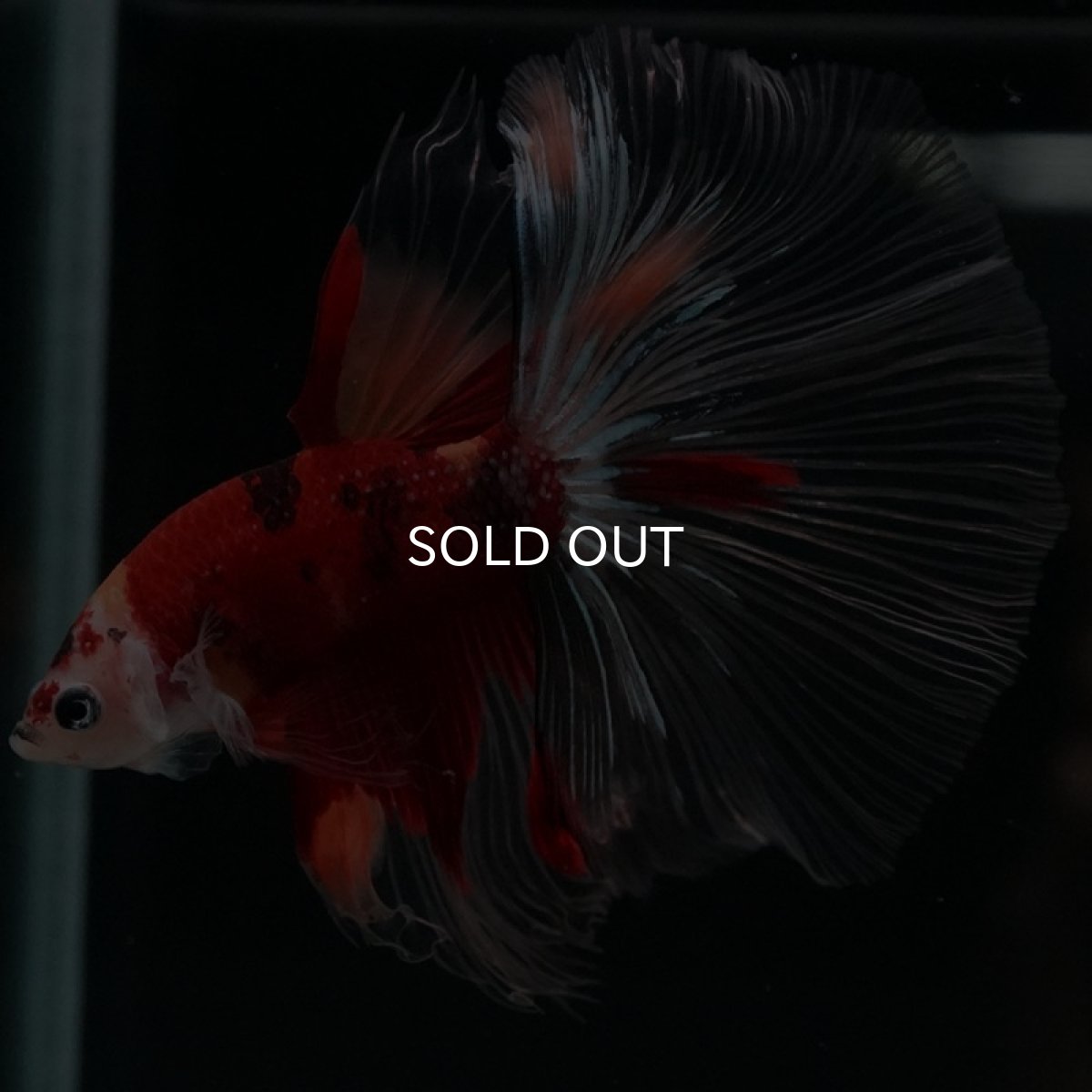 画像3: HM キャンディ クリアフィン (3)