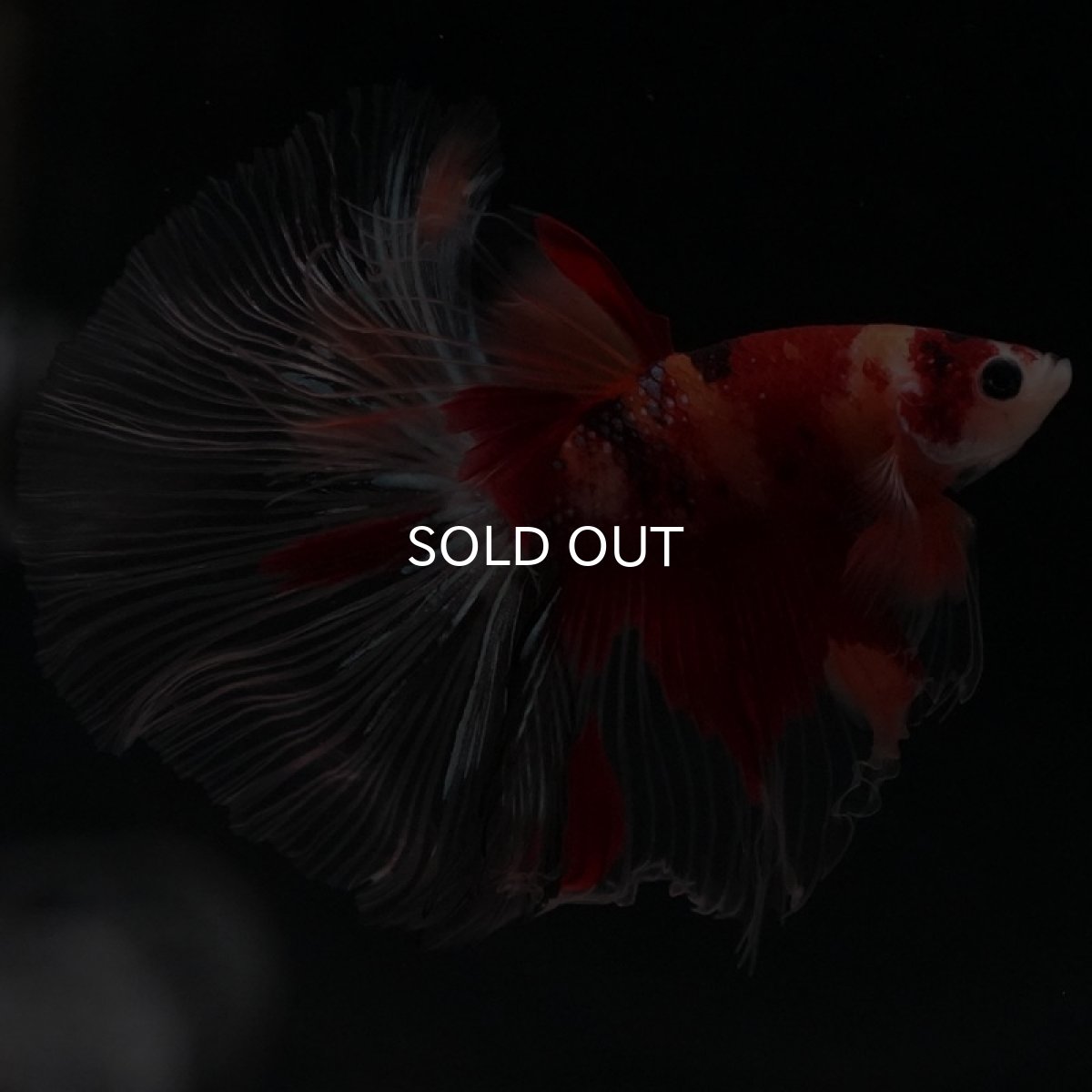 画像2: HM キャンディ クリアフィン (2)