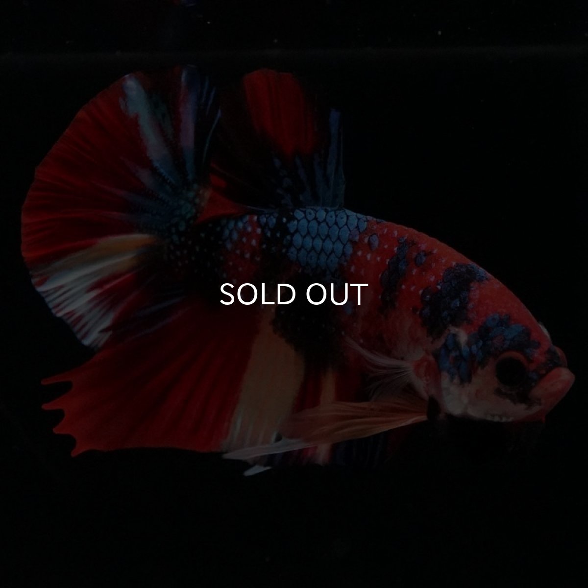 画像2: HMPK キャンディギャラクシー (2)