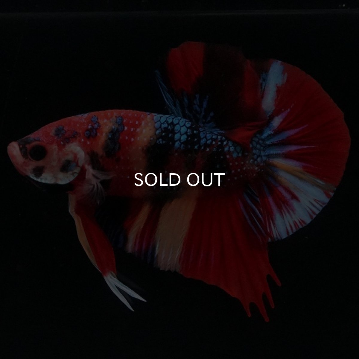 画像7: HMPK キャンディギャラクシー (7)