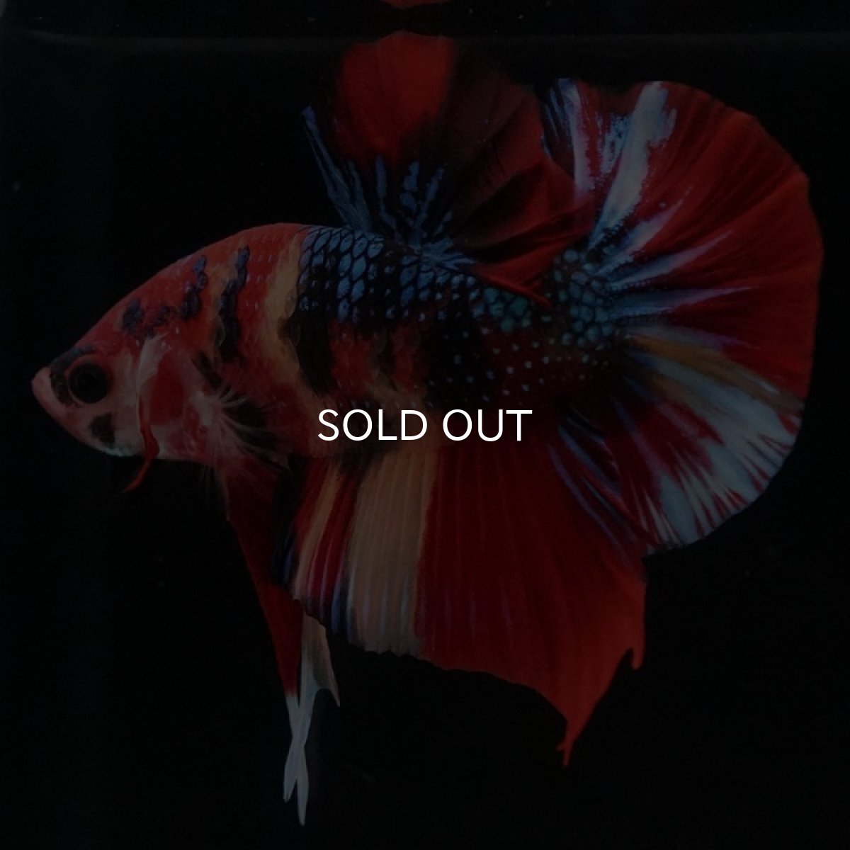 画像8: HMPK キャンディギャラクシー (8)