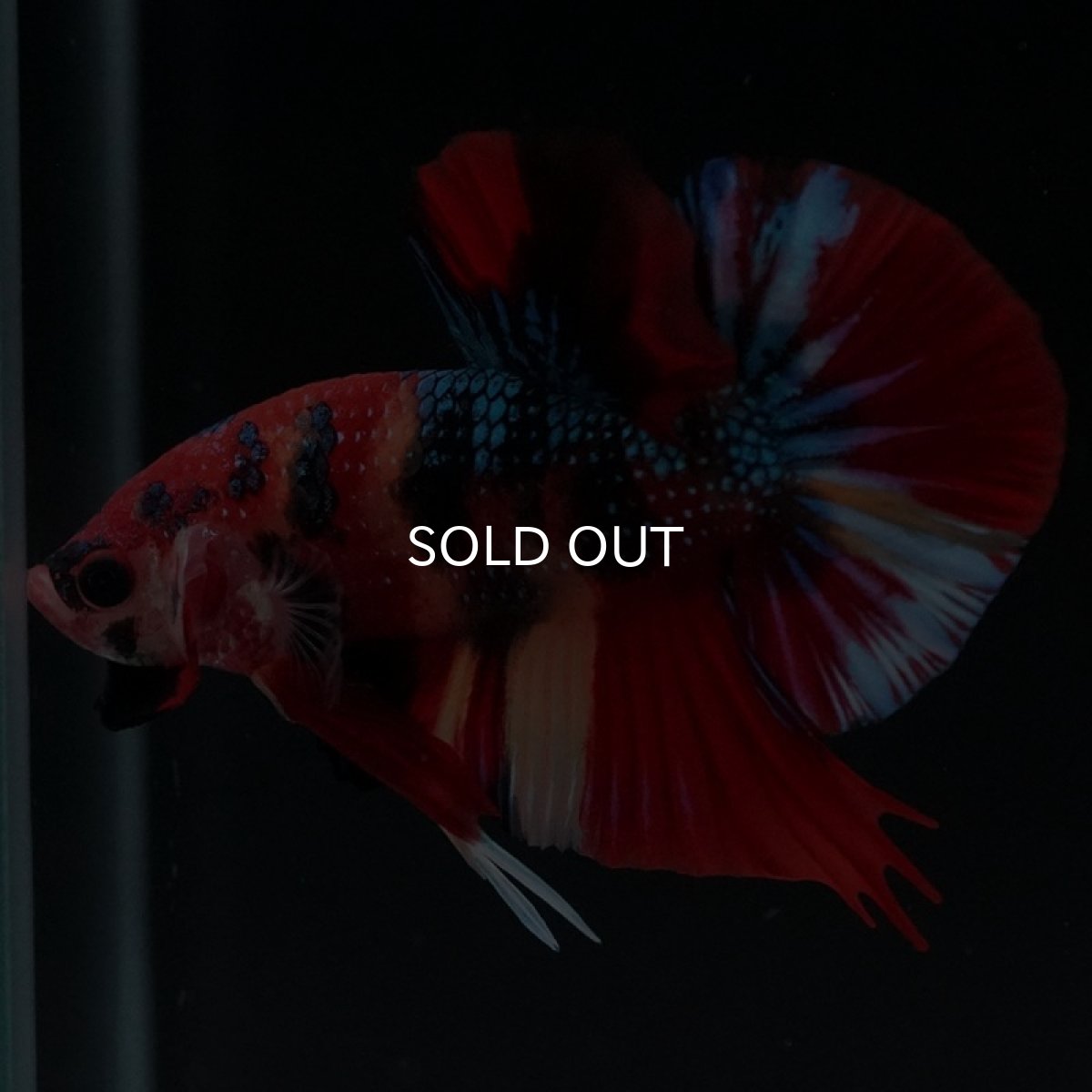 画像10: HMPK キャンディギャラクシー (10)