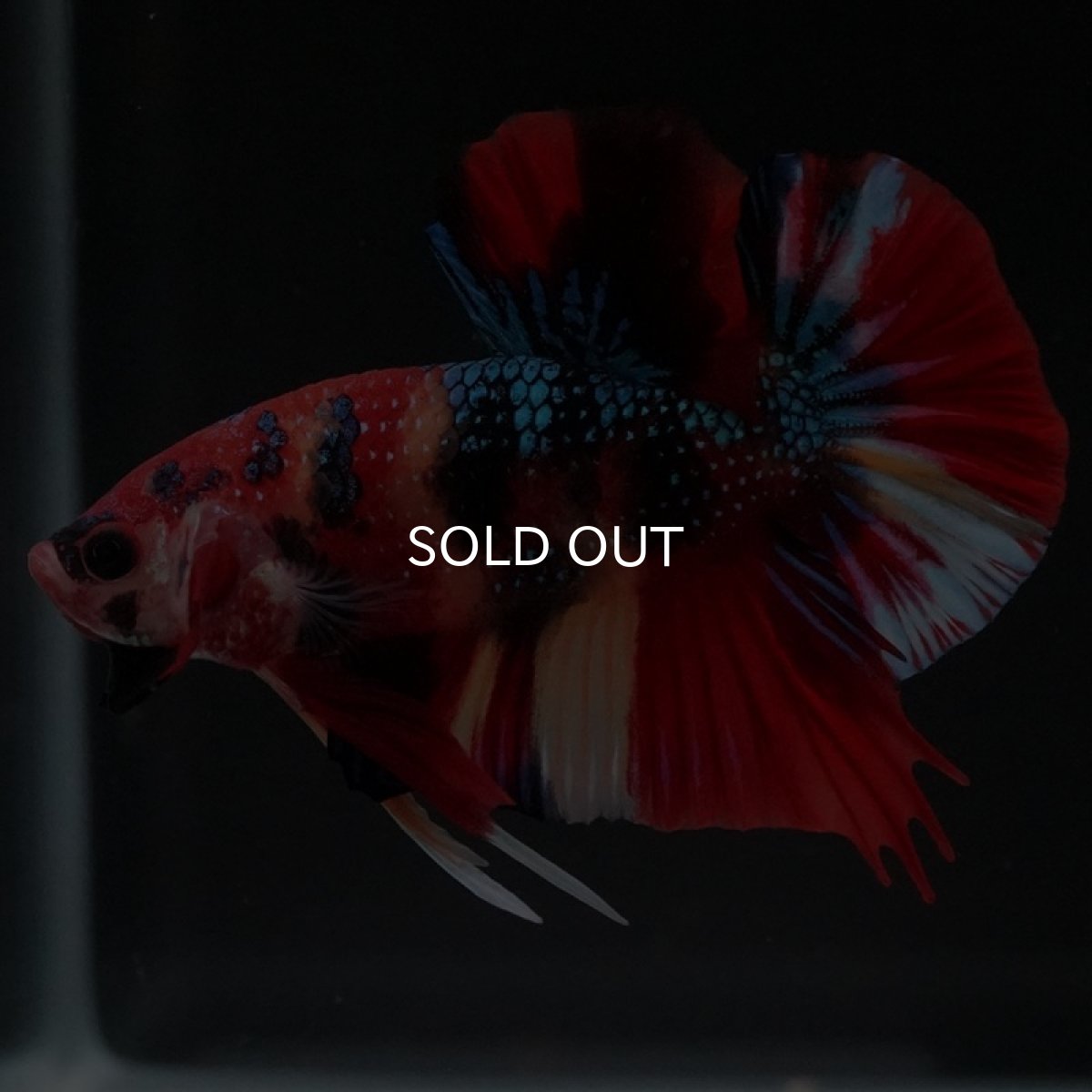 画像5: HMPK キャンディギャラクシー (5)