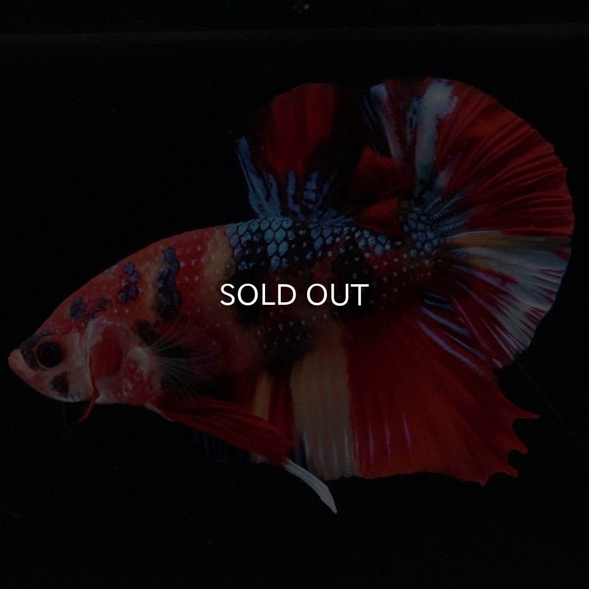 画像3: HMPK キャンディギャラクシー (3)