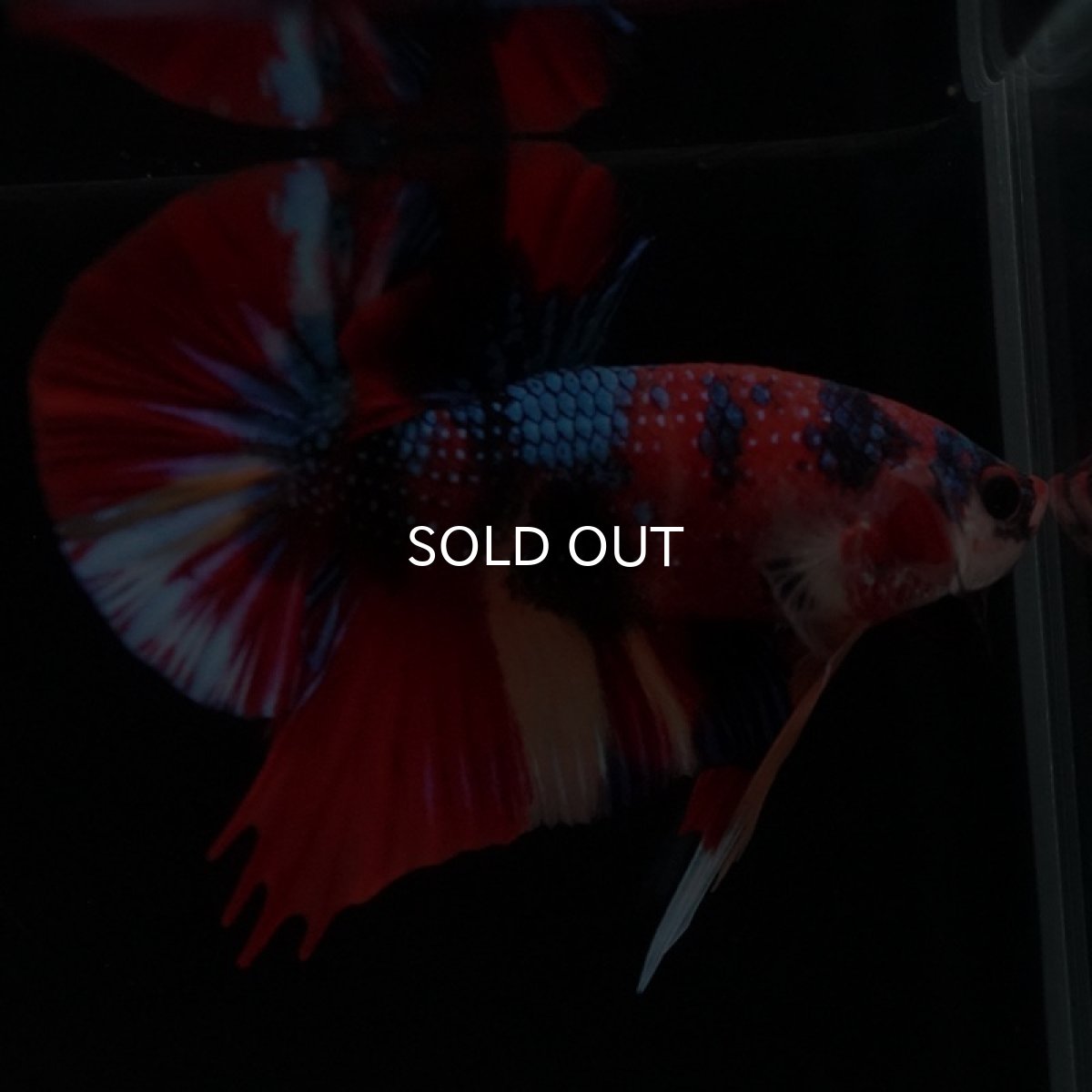 画像9: HMPK キャンディギャラクシー (9)