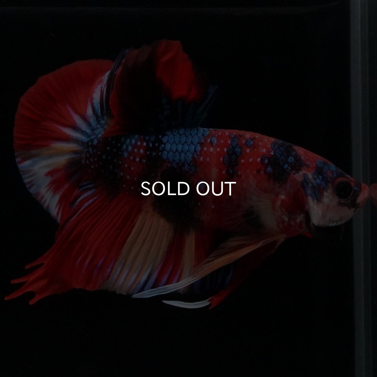 画像6: HMPK キャンディギャラクシー (6)