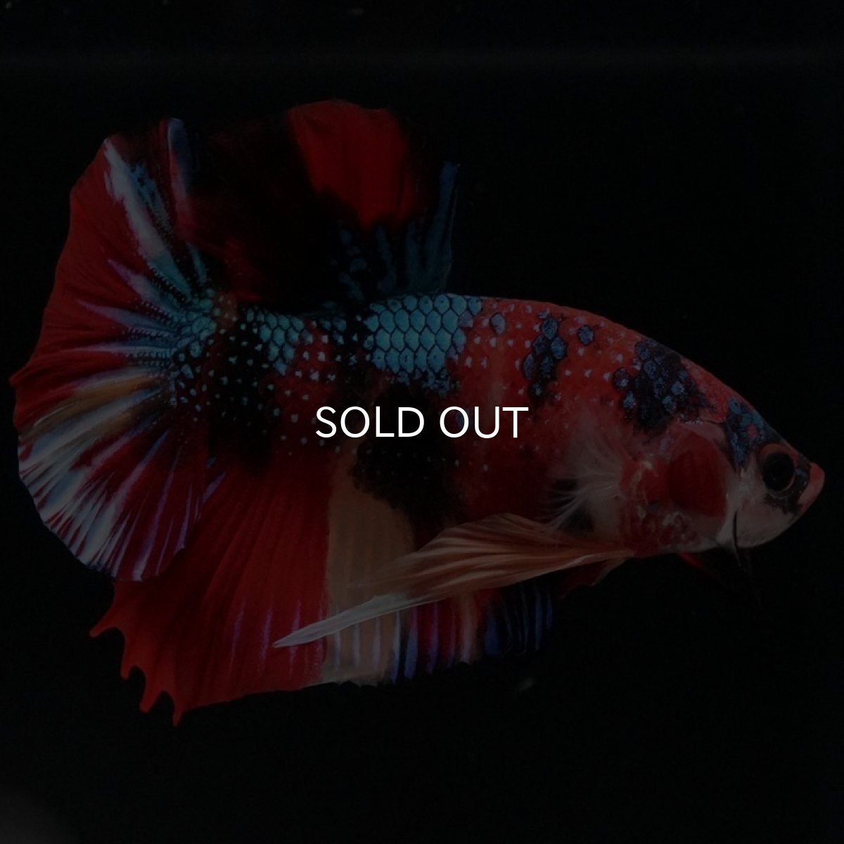 画像4: HMPK キャンディギャラクシー (4)