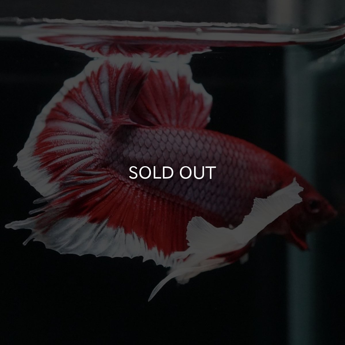 画像7: HMPK ラベンダーバタフライダンボ (7)