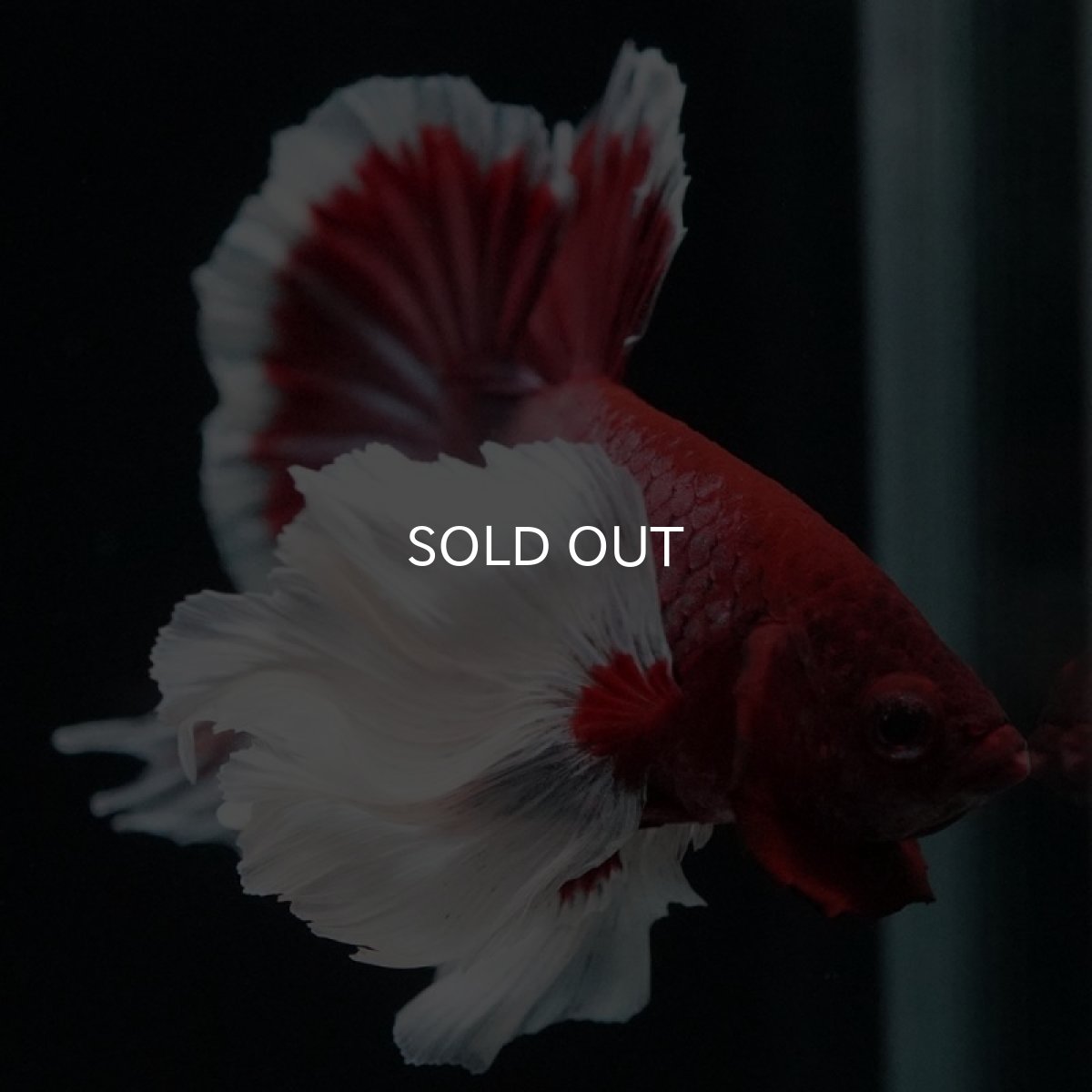 画像3: HMPK ラベンダーバタフライダンボ (3)