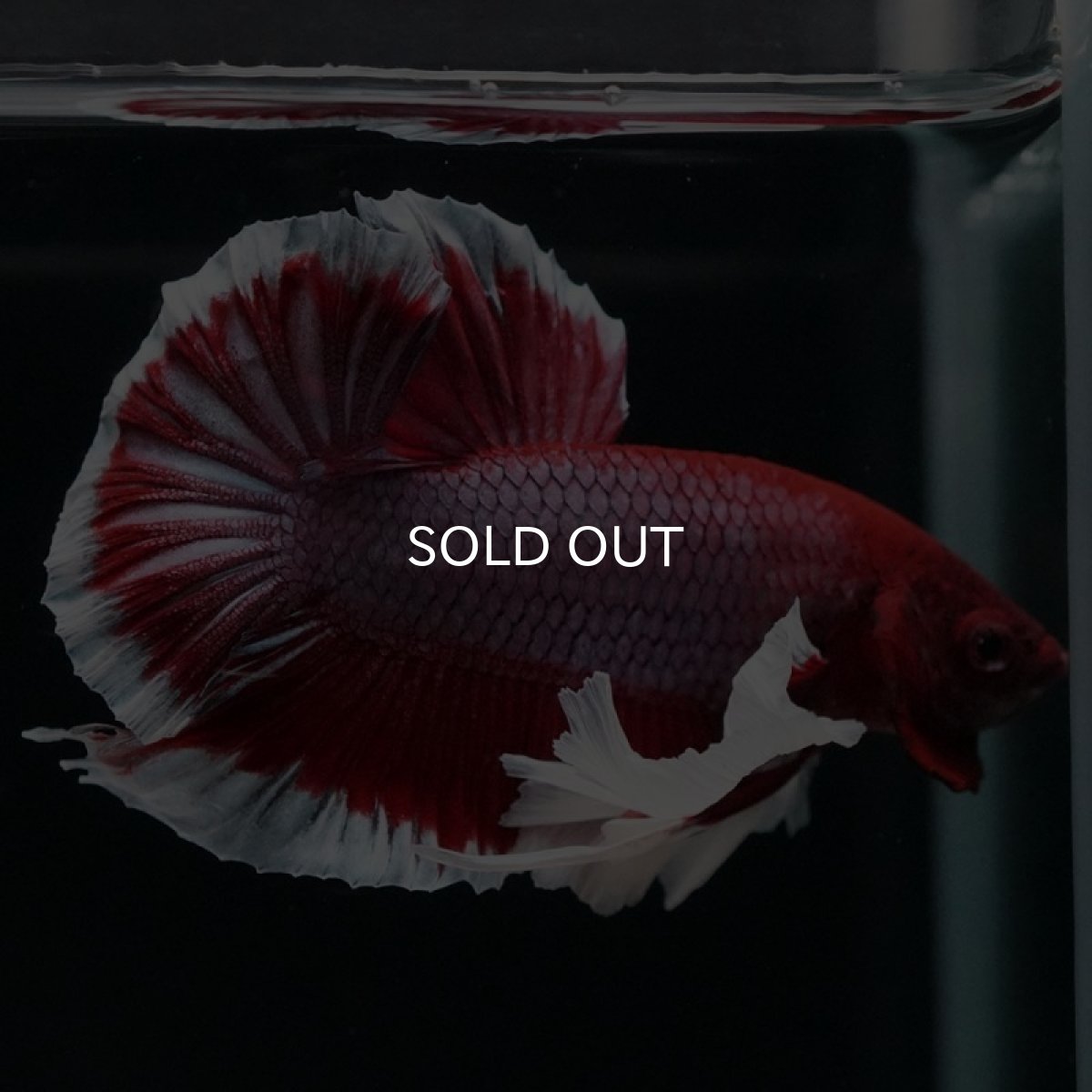 画像5: HMPK ラベンダーバタフライダンボ (5)