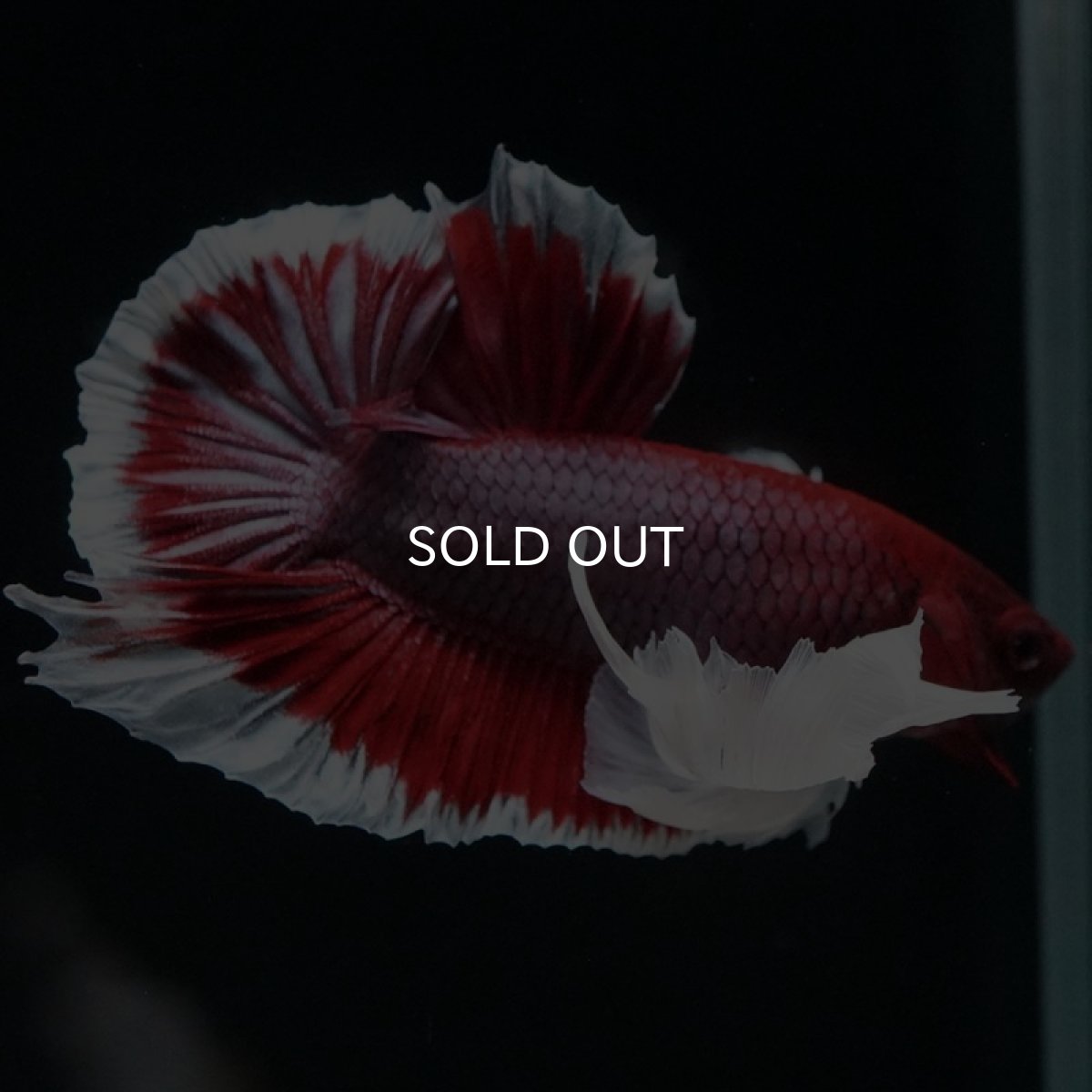 画像9: HMPK ラベンダーバタフライダンボ (9)