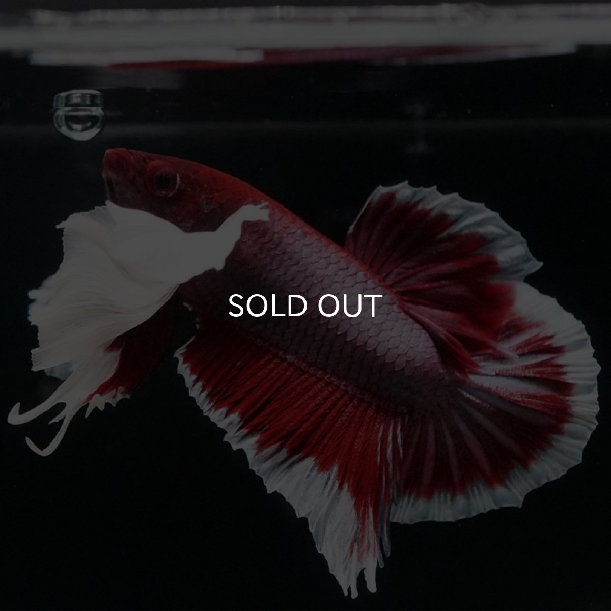 画像12: HMPK ラベンダーバタフライダンボ (12)