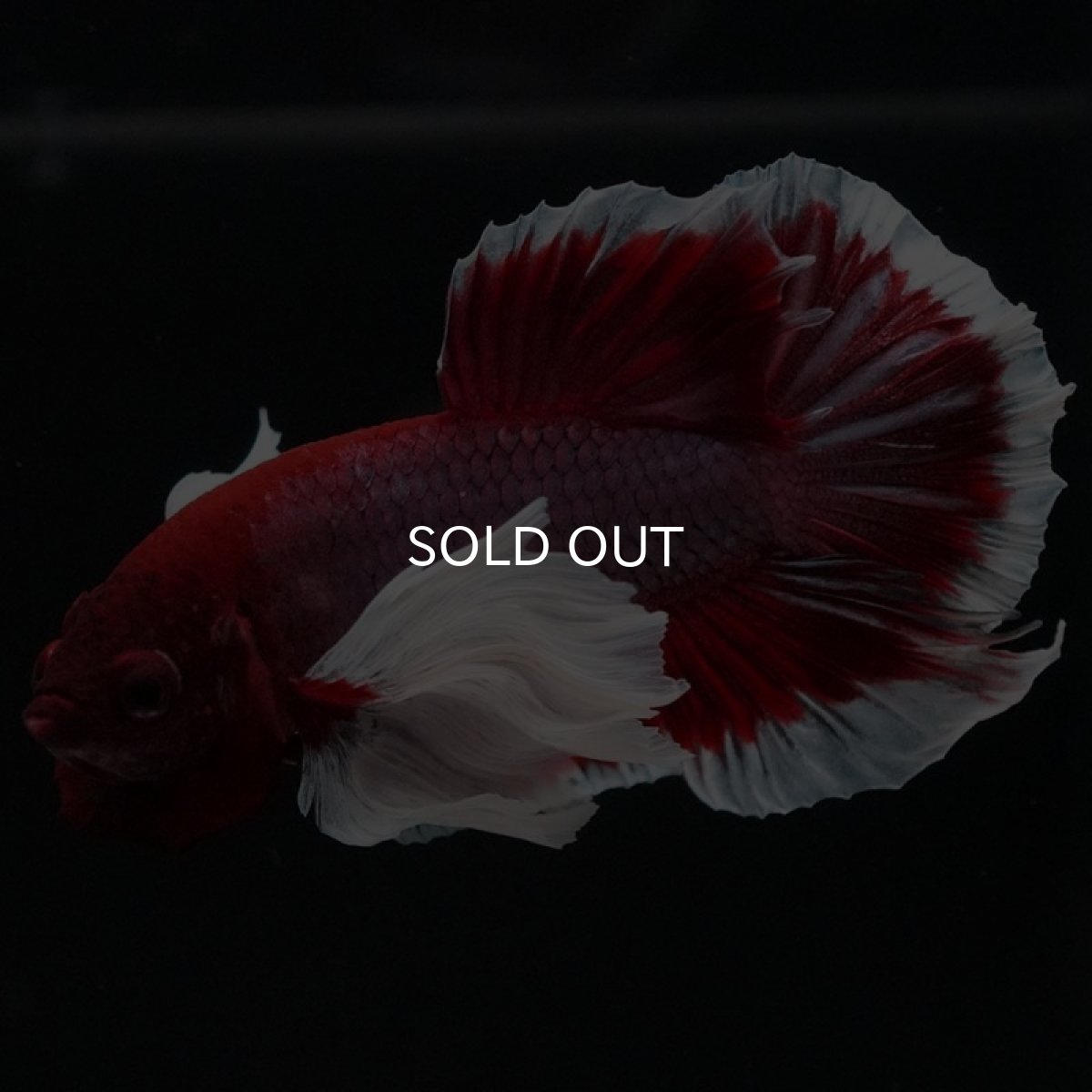 画像8: HMPK ラベンダーバタフライダンボ (8)