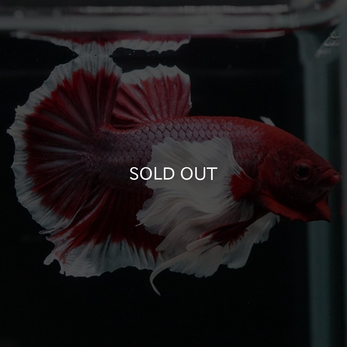 画像2: HMPK ラベンダーバタフライダンボ (2)