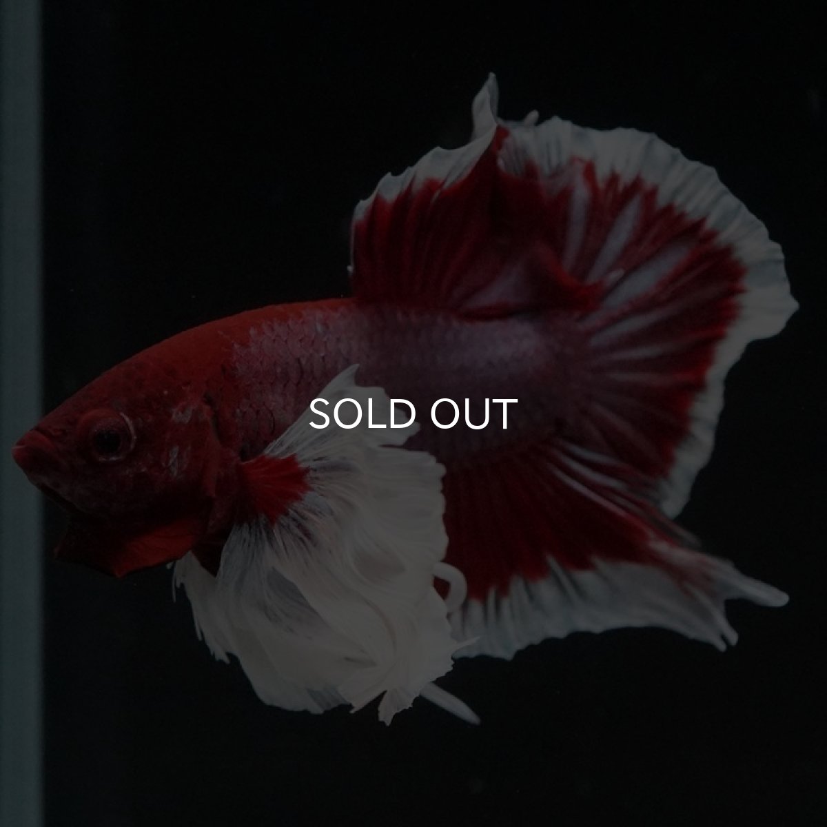 画像6: HMPK ラベンダーバタフライダンボ (6)