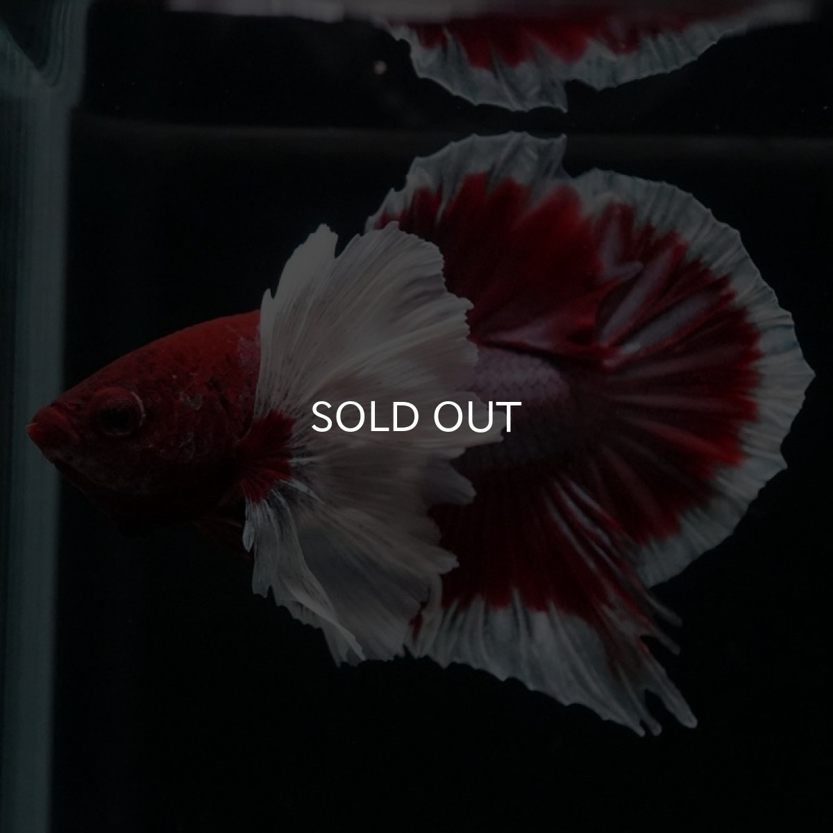 画像4: HMPK ラベンダーバタフライダンボ (4)