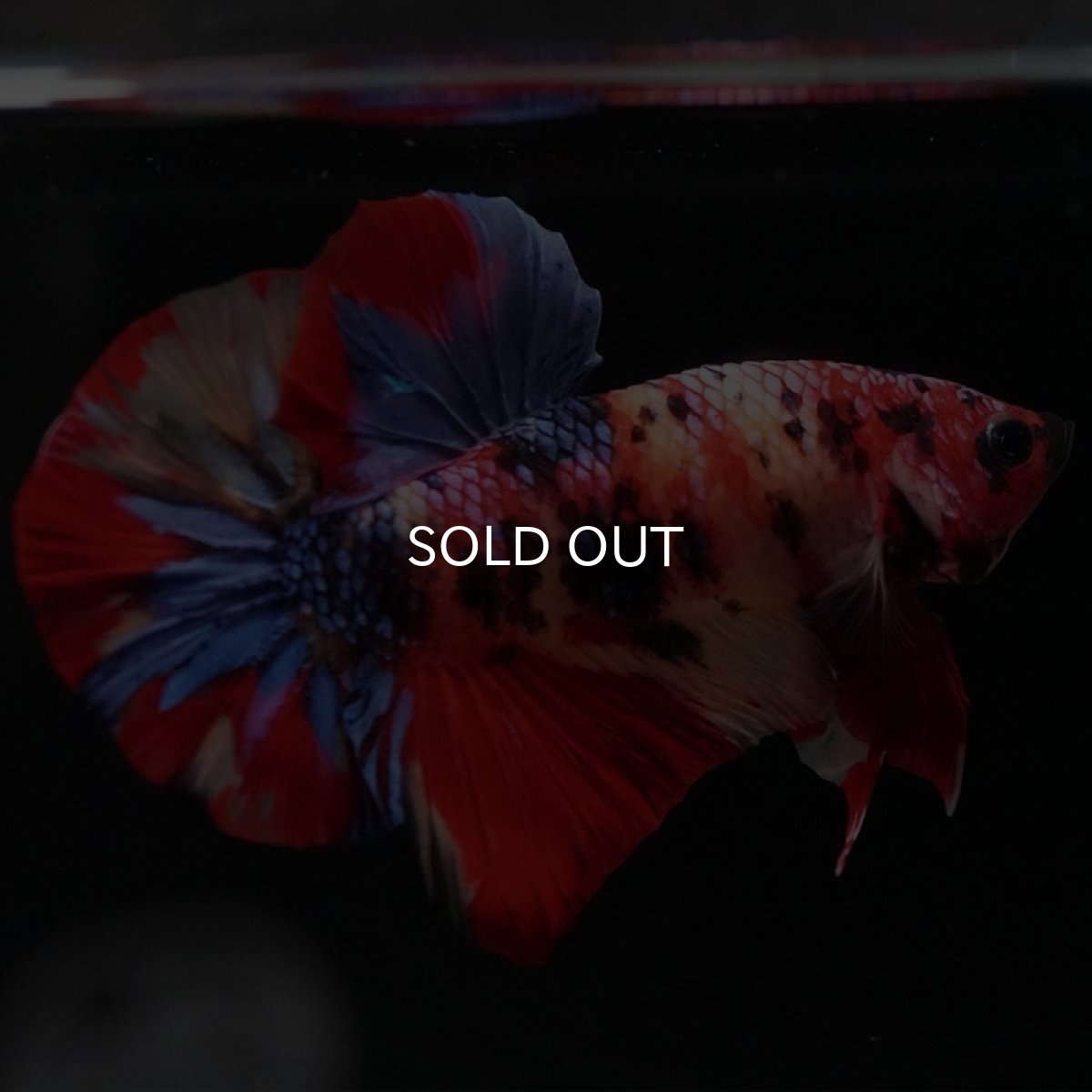 画像6: HMPK キャンディ (6)