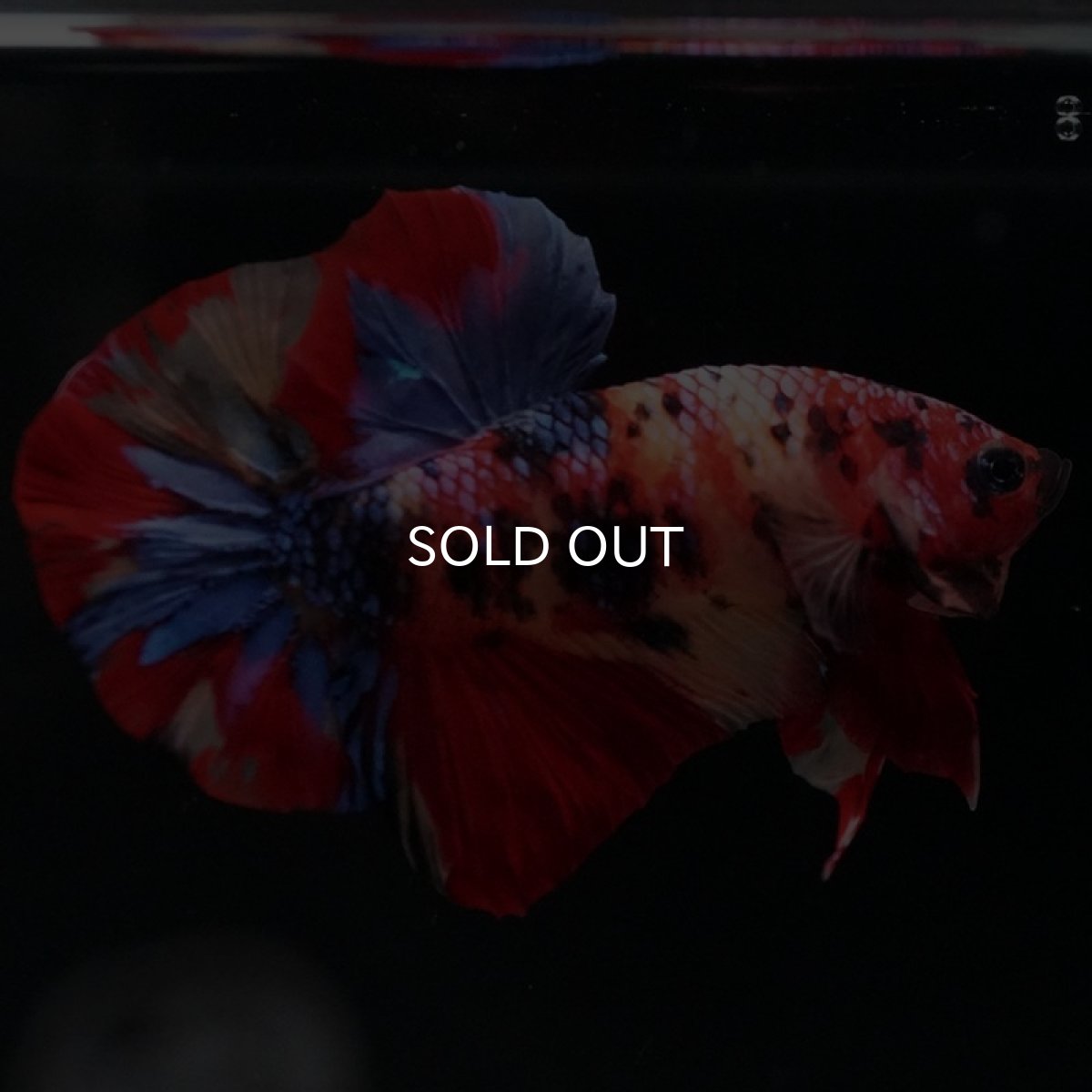 画像4: HMPK キャンディ (4)