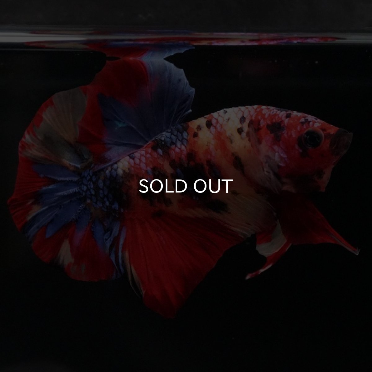 画像8: HMPK キャンディ (8)