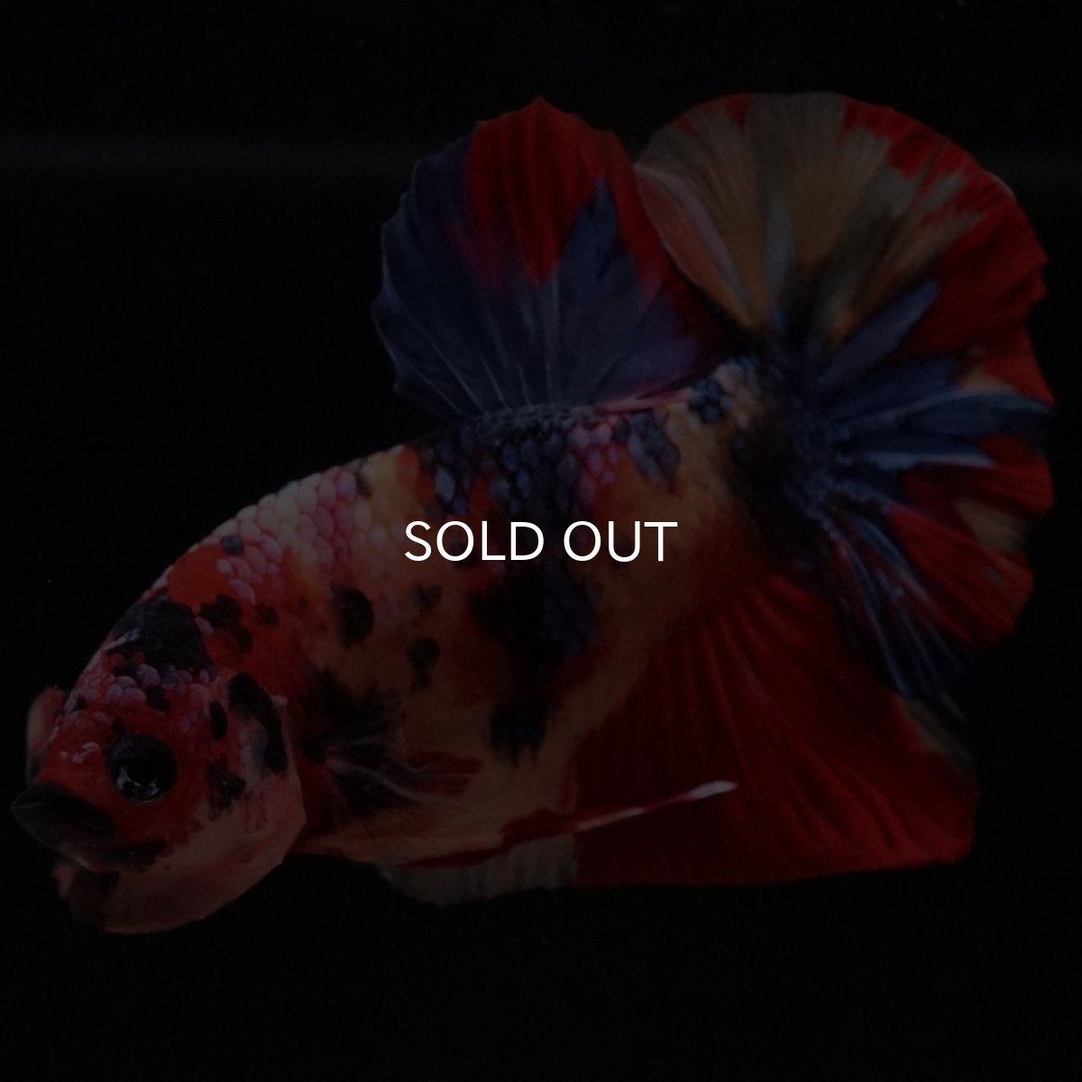 画像9: HMPK キャンディ (9)