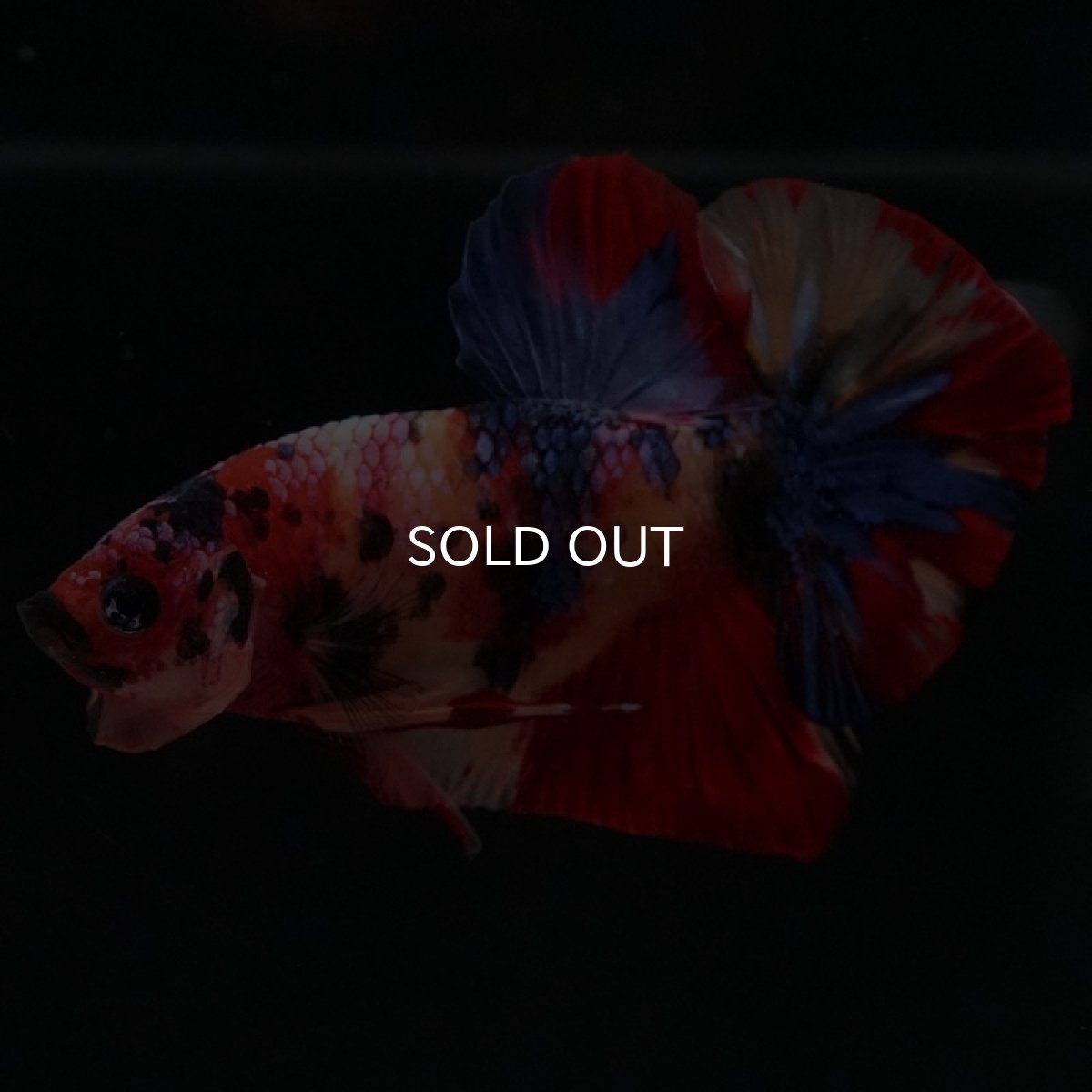 画像7: HMPK キャンディ (7)