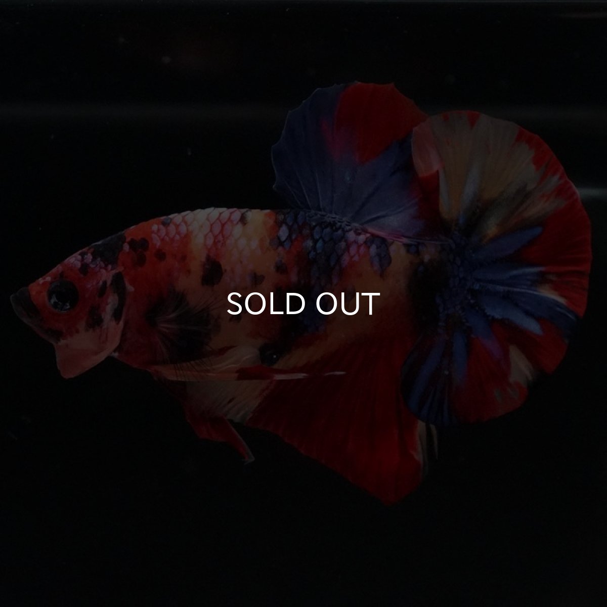 画像5: HMPK キャンディ (5)