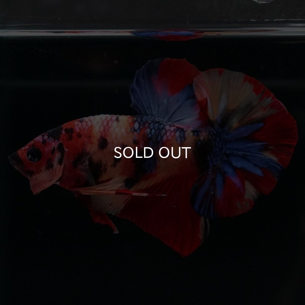 画像2: HMPK キャンディ (2)