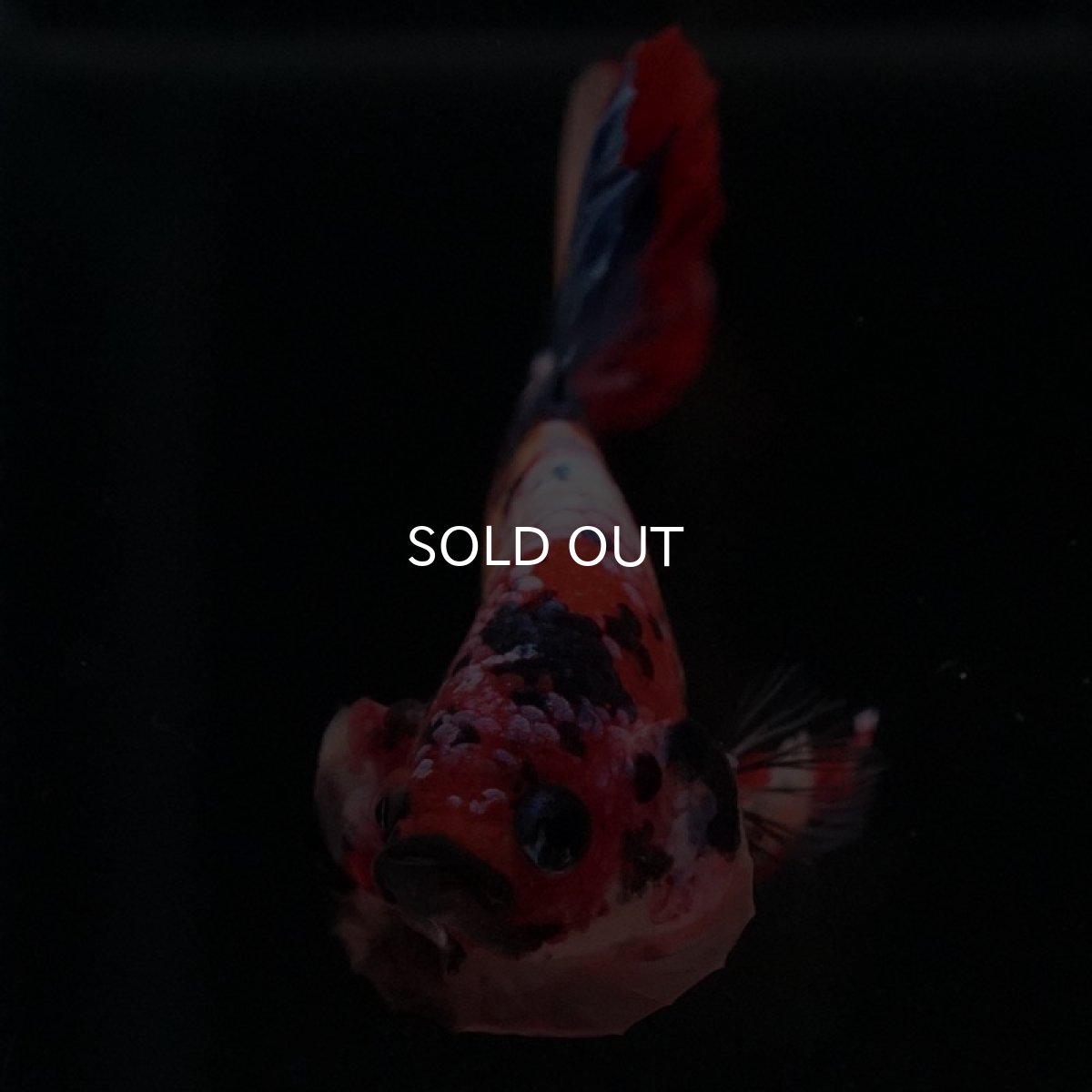 画像3: HMPK キャンディ (3)