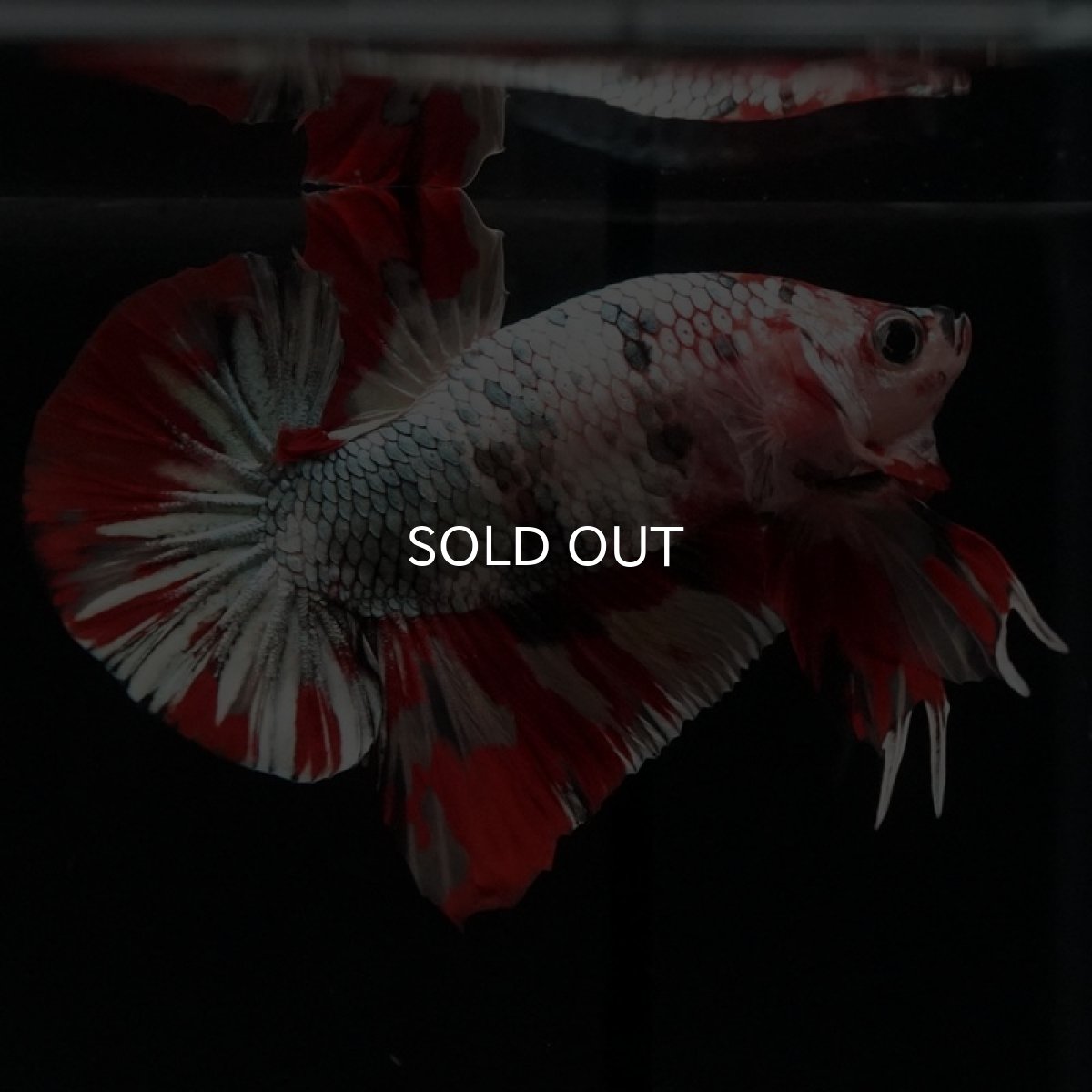 画像9: HMPK キャンディカッパー (9)