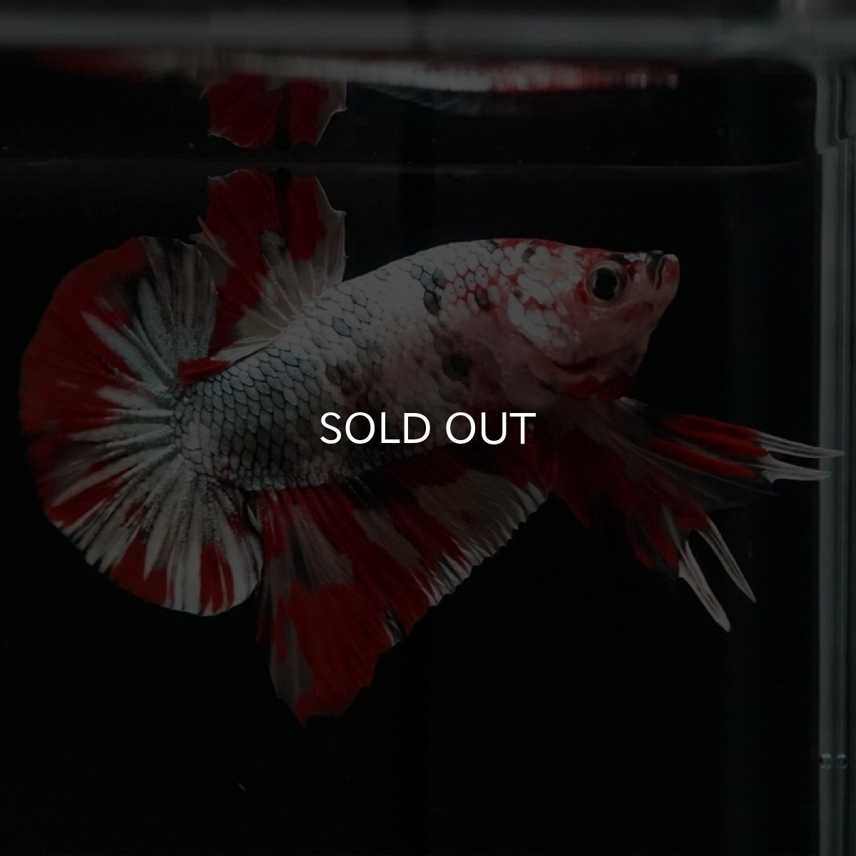 画像3: HMPK キャンディカッパー (3)