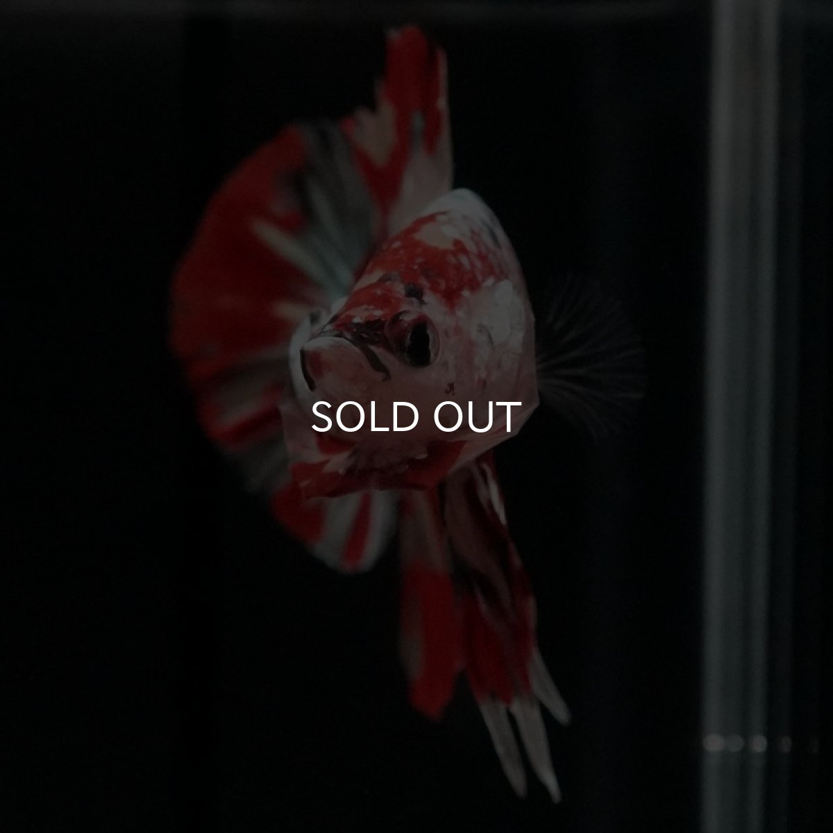 画像11: HMPK キャンディカッパー (11)