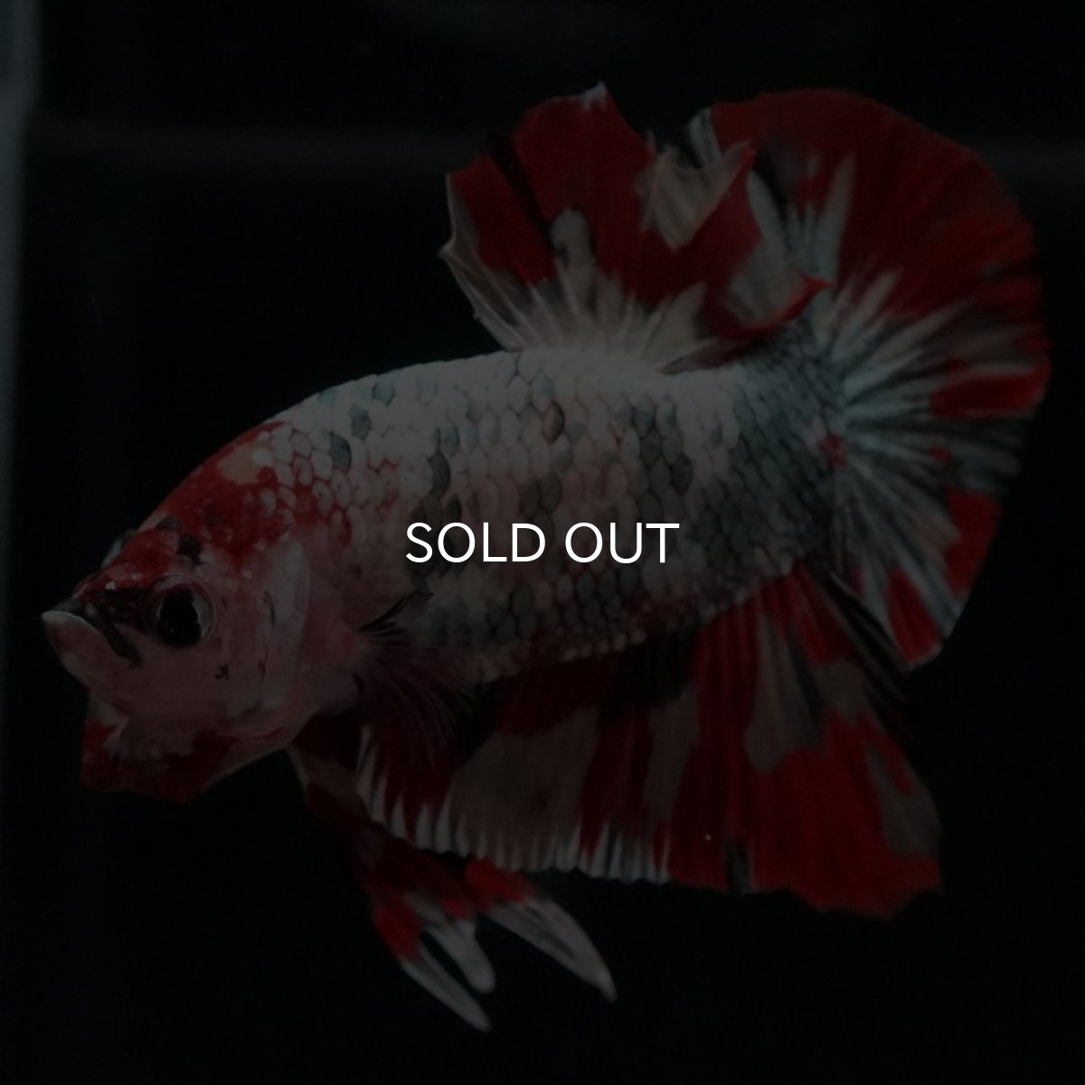 画像10: HMPK キャンディカッパー (10)