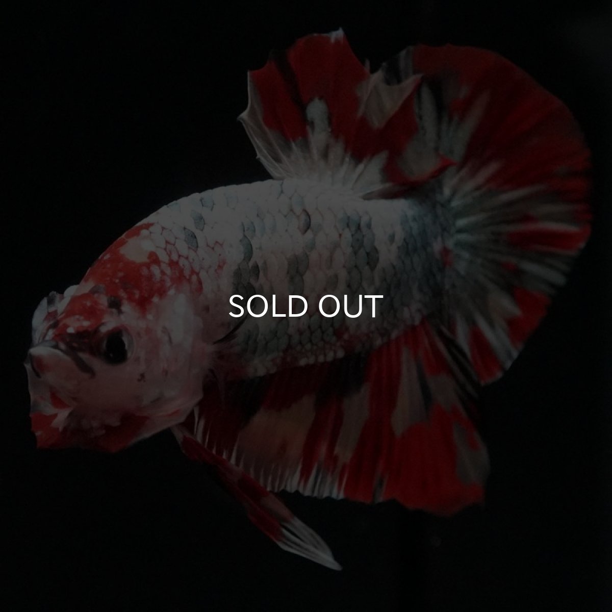 画像8: HMPK キャンディカッパー (8)