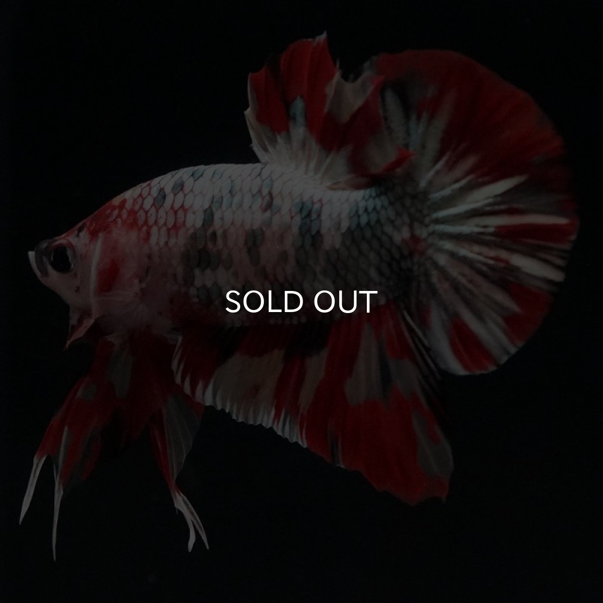 画像6: HMPK キャンディカッパー (6)